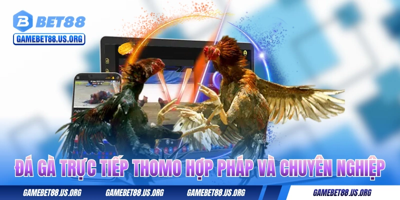 Đá gà trực tiếp Thomo hợp pháp và chuyên nghiệp