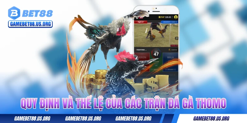 Quy định và thể lệ của các trận đá gà trực tiếp Thomo
